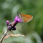 Schmetterling - Ausschnittsvergrößerung