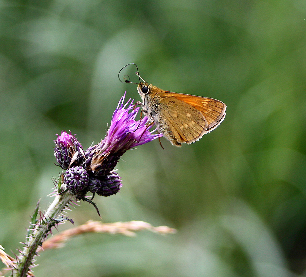 Schmetterling - Ausschnittsvergrößerung