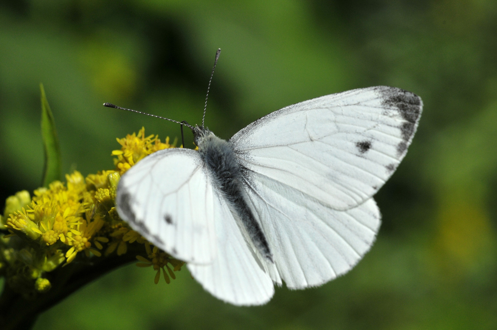 Schmetterling