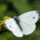 Schmetterling