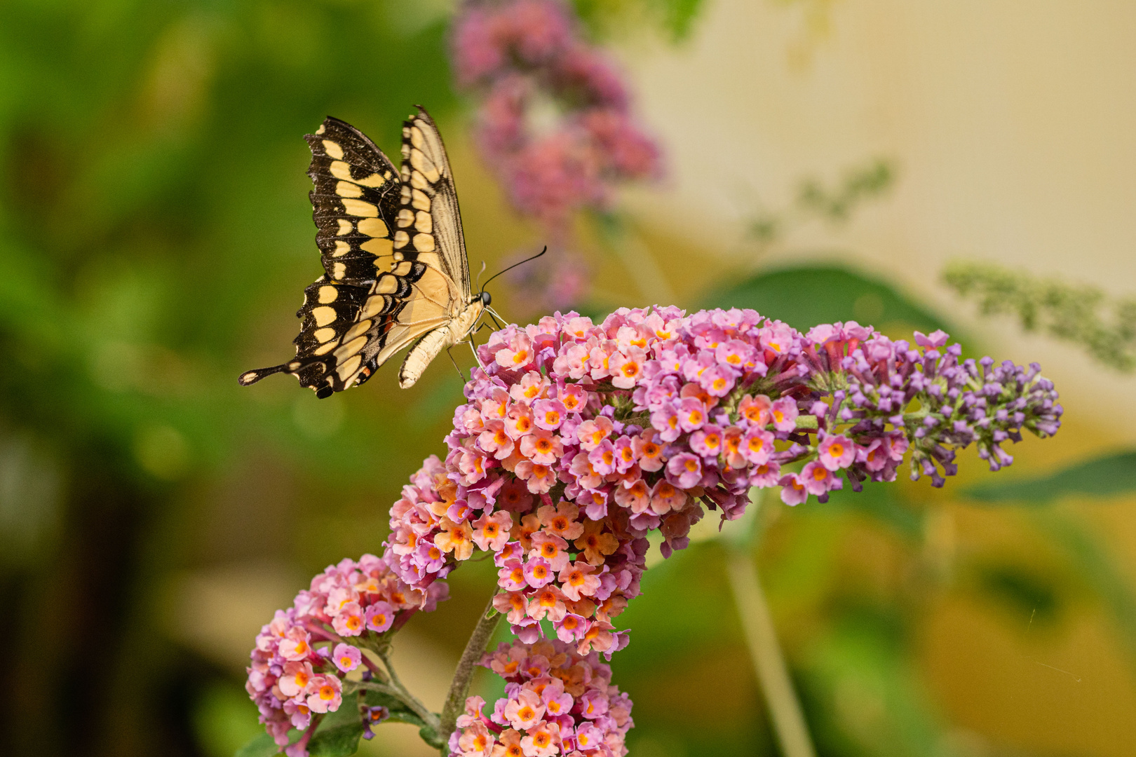 Schmetterling