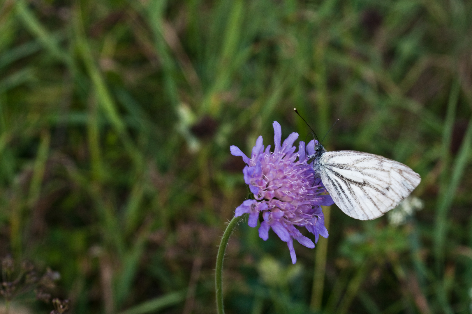 Schmetterling