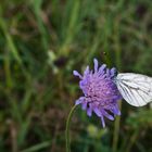 Schmetterling