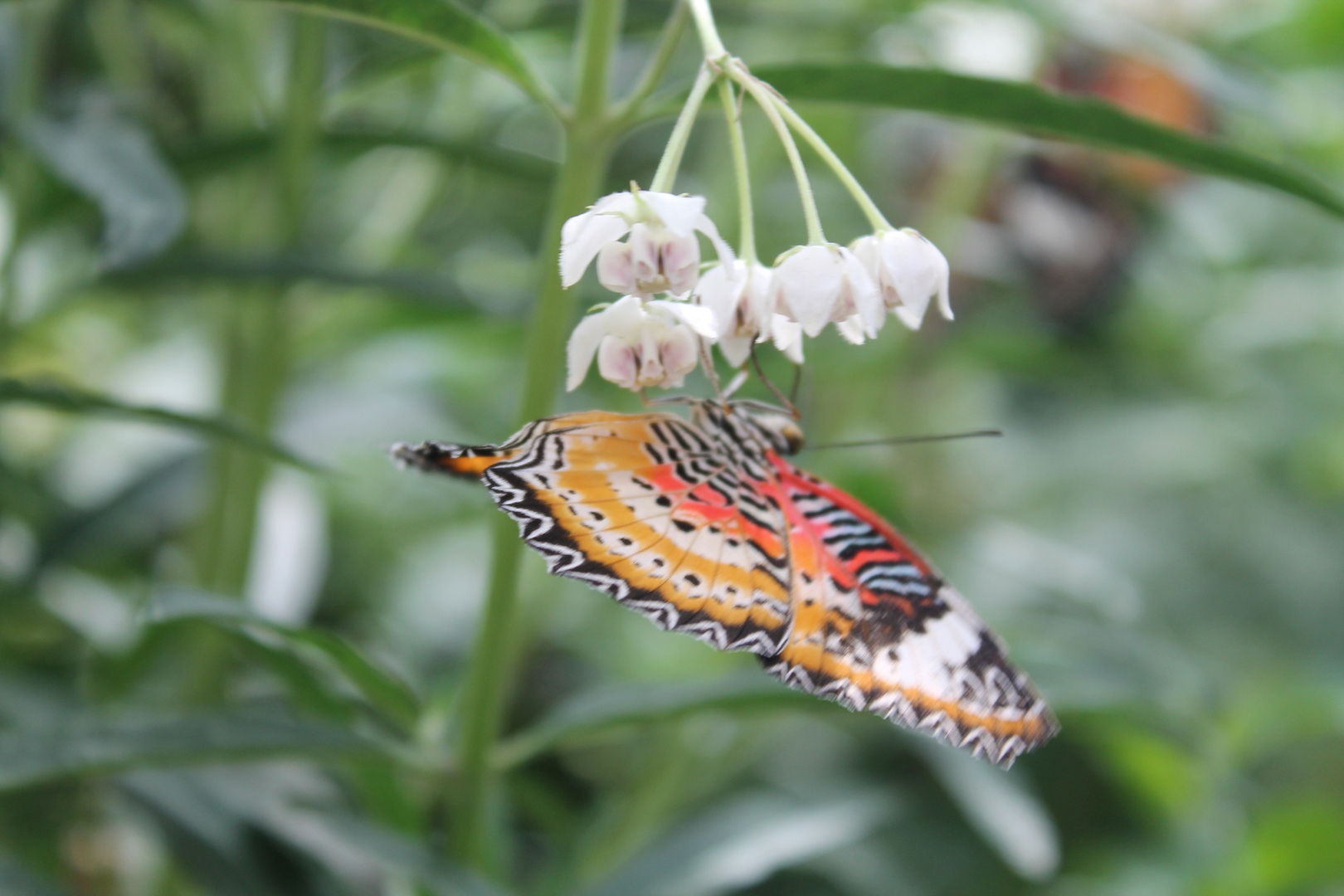 Schmetterling