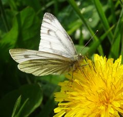 Schmetterling