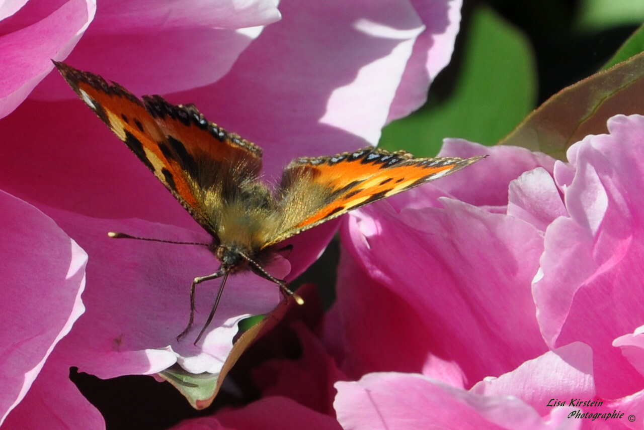 Schmetterling