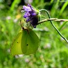 Schmetterling