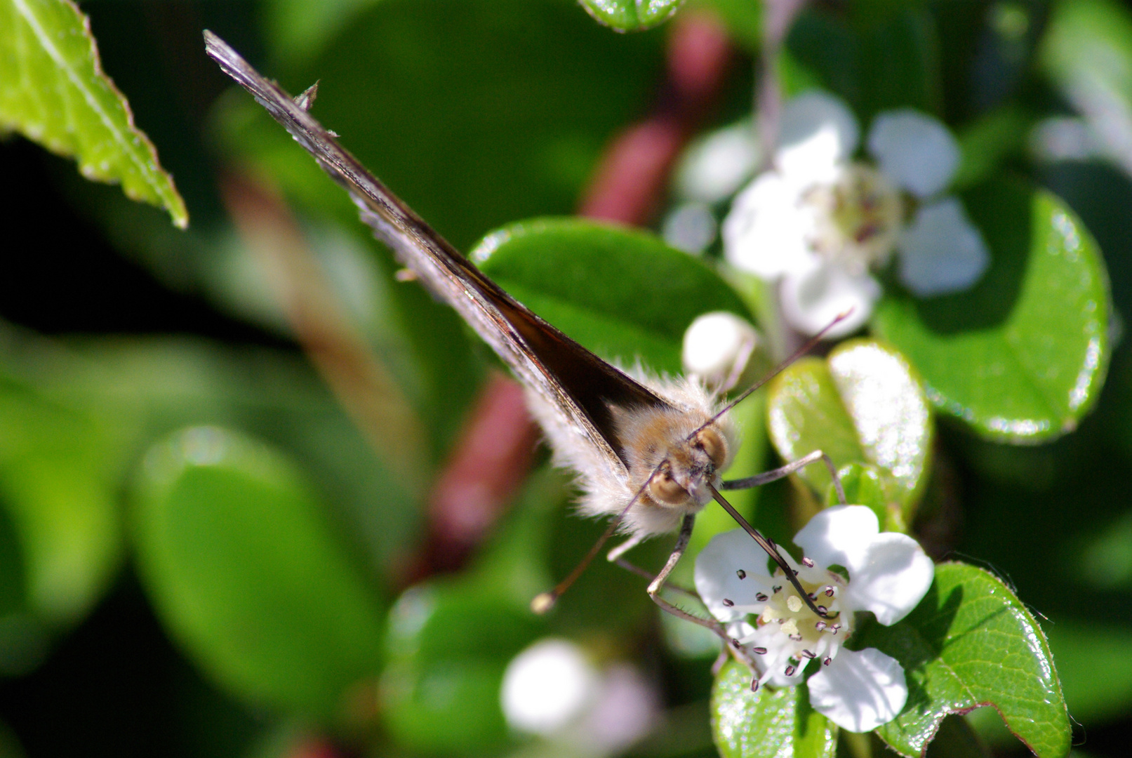 schmetterling