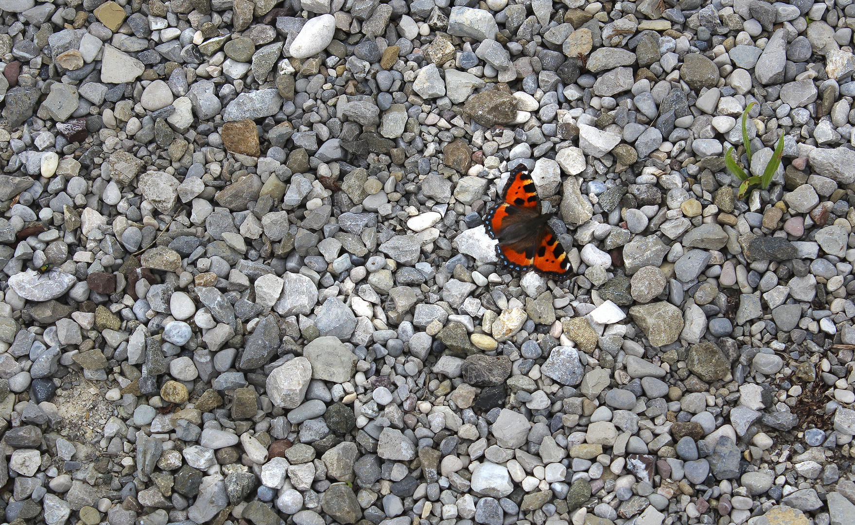 Schmetterling