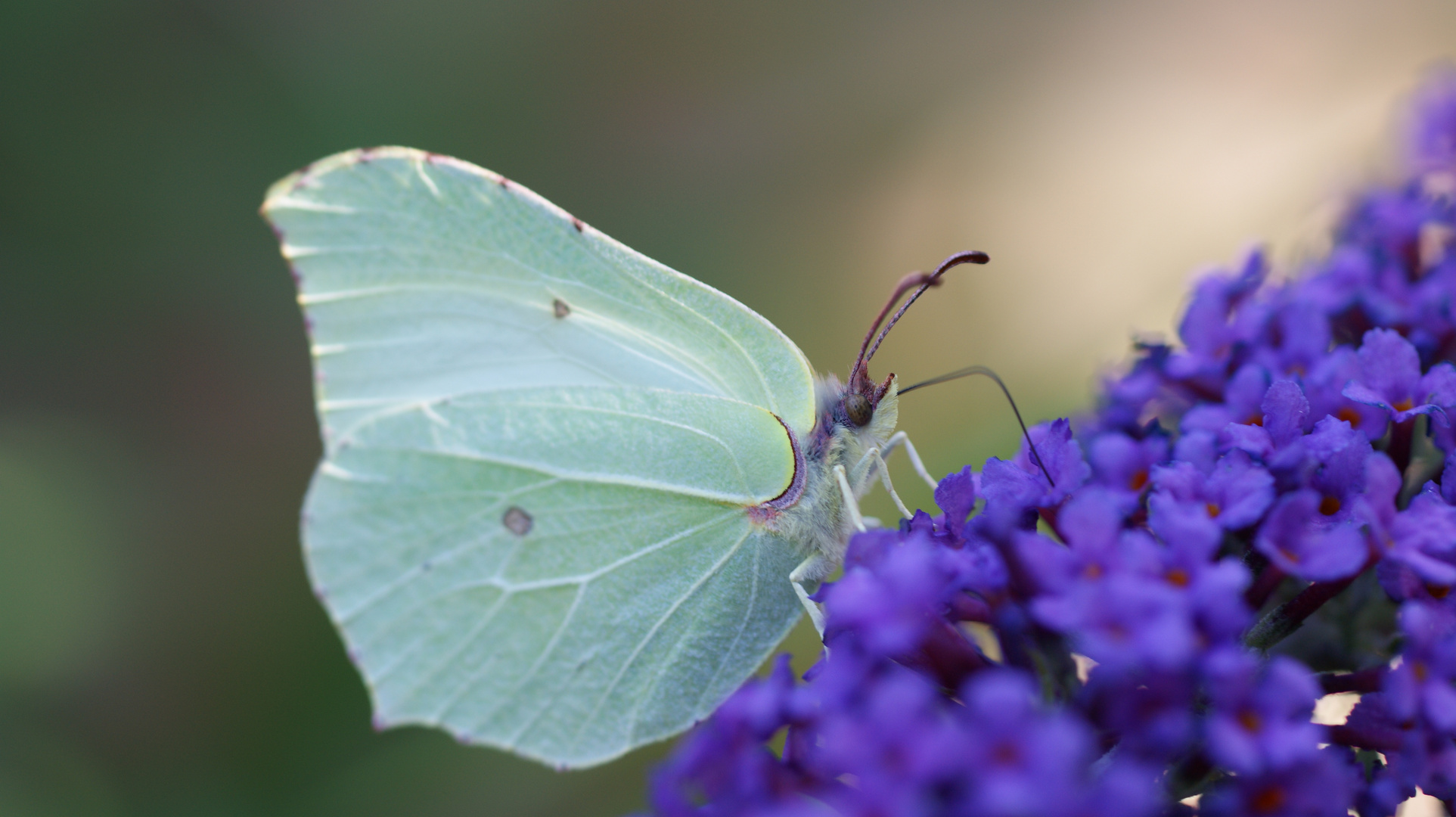 Schmetterling