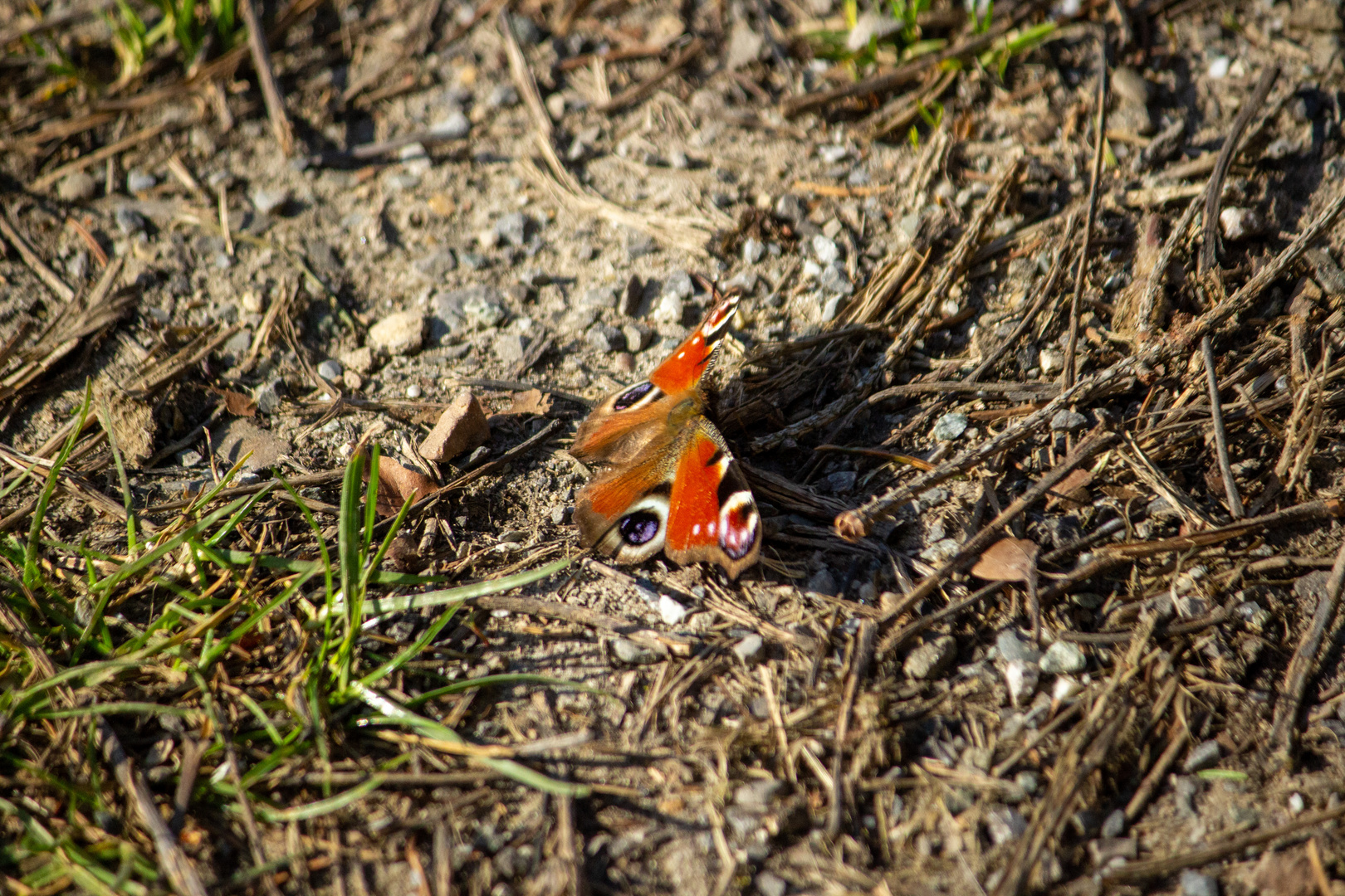 Schmetterling 