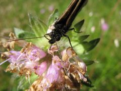 Schmetterling