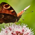 Schmetterling