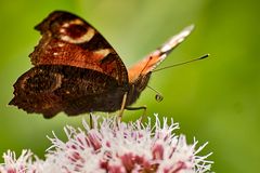 Schmetterling