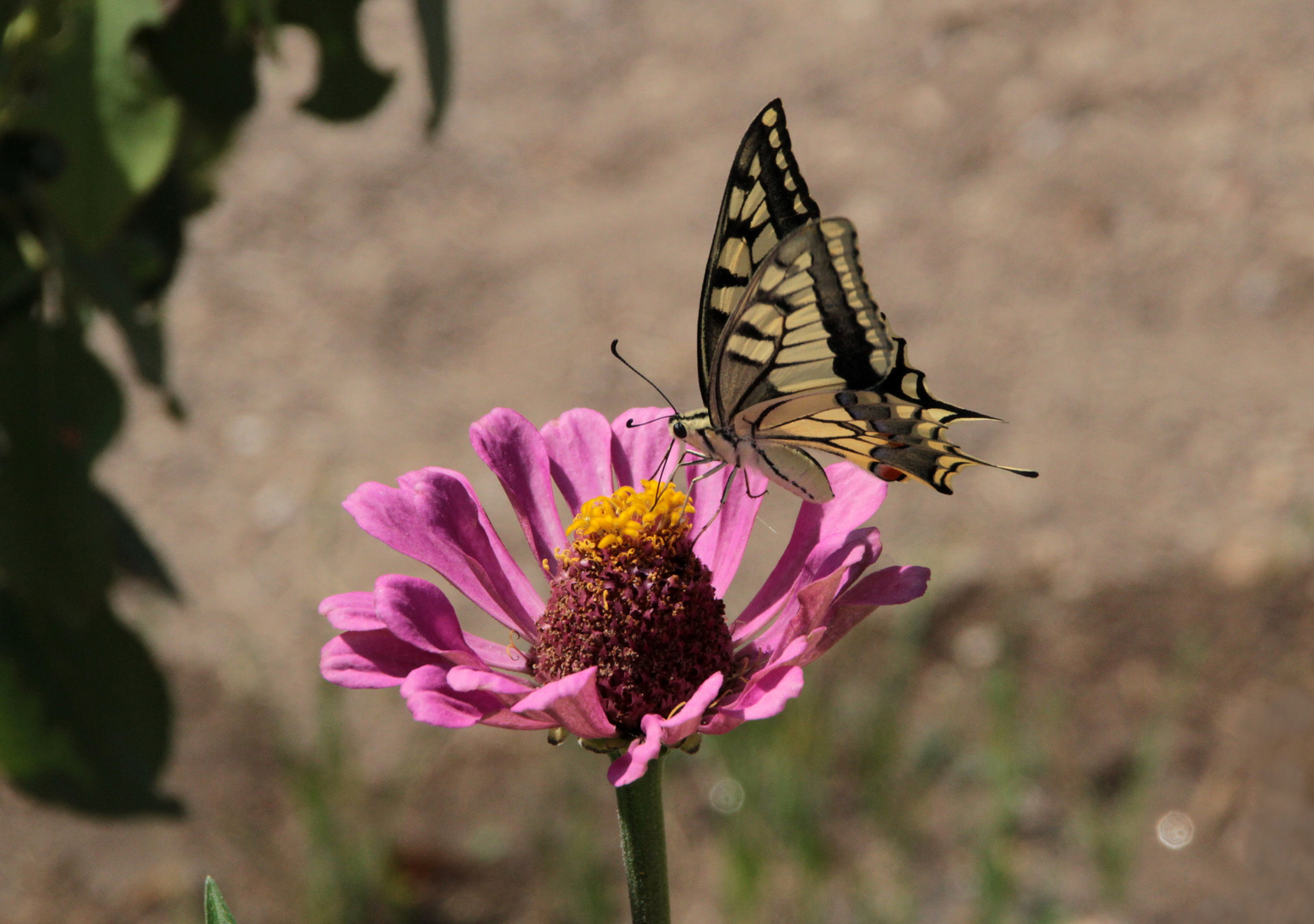 Schmetterling