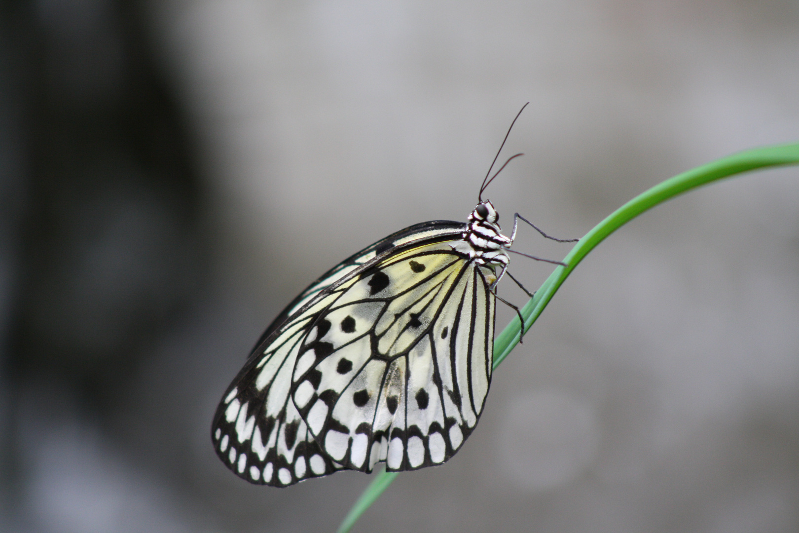 Schmetterling