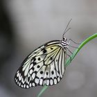 Schmetterling