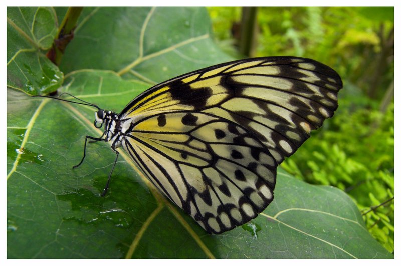 Schmetterling