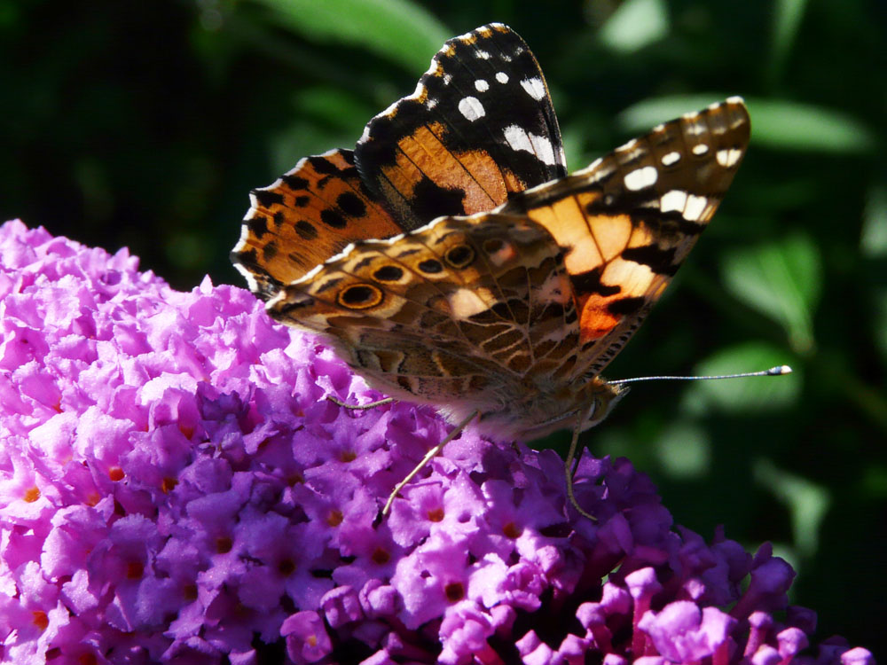 Schmetterling