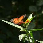 Schmetterling