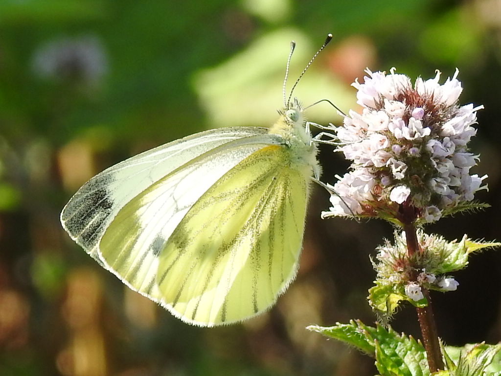 Schmetterling