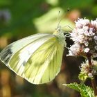 Schmetterling