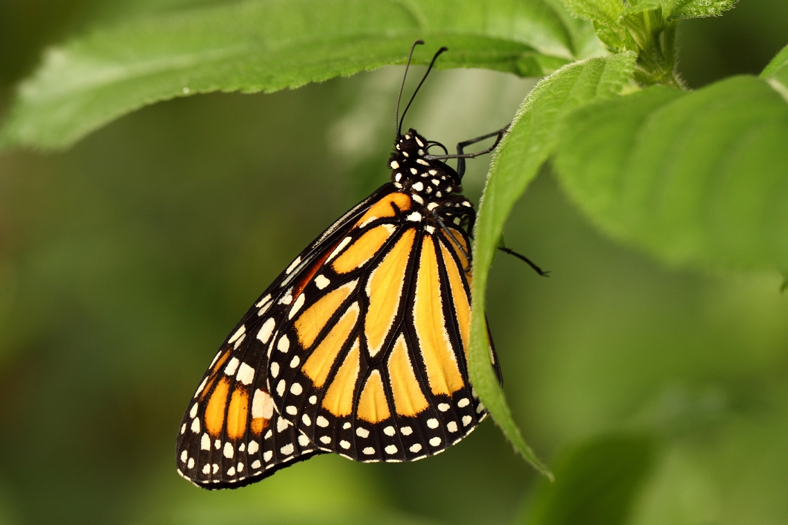 Schmetterling