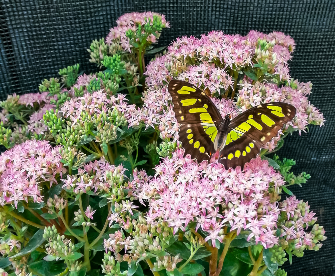 Schmetterling