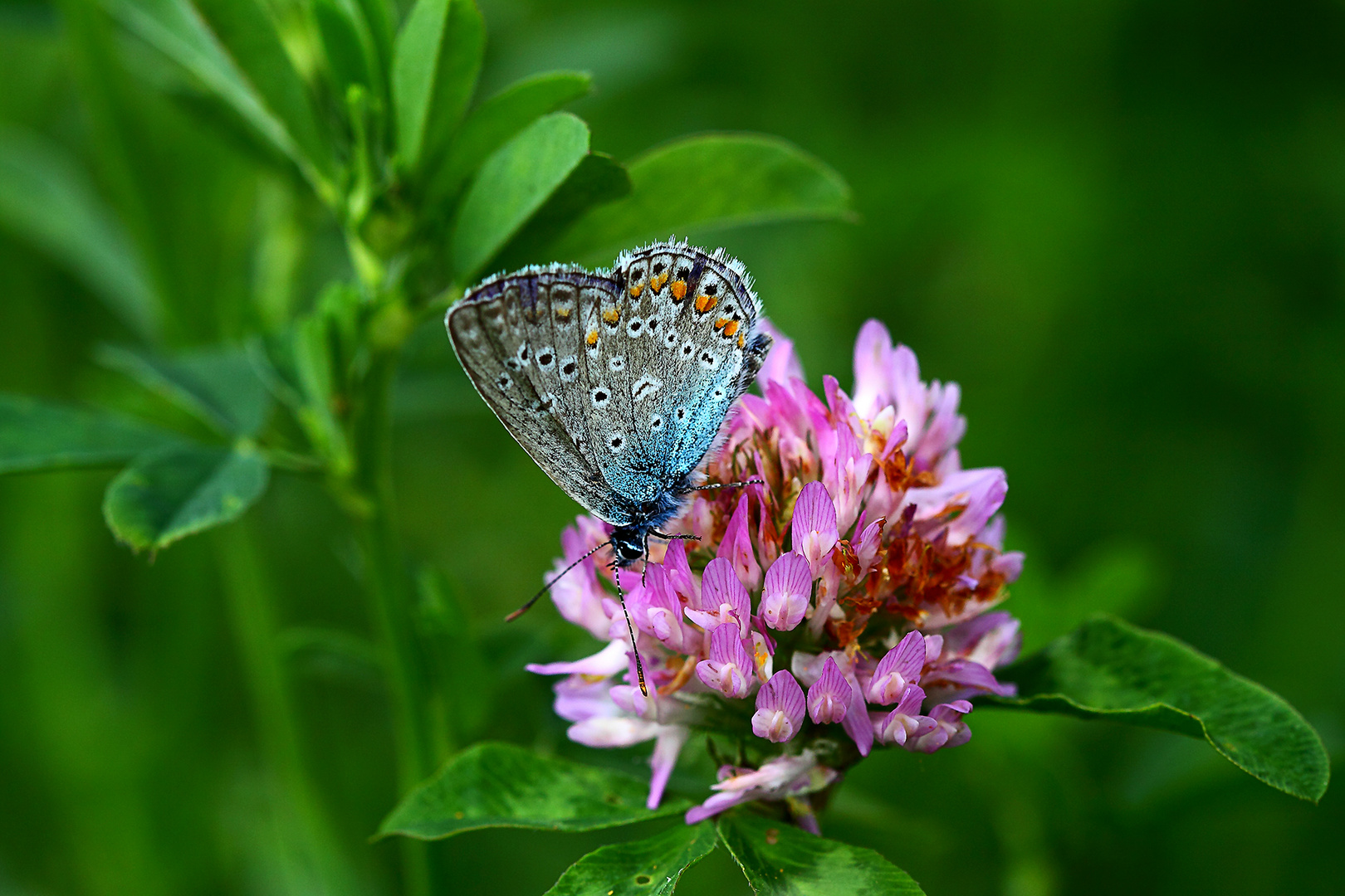 Schmetterling