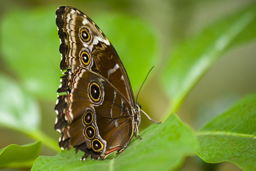 Schmetterling