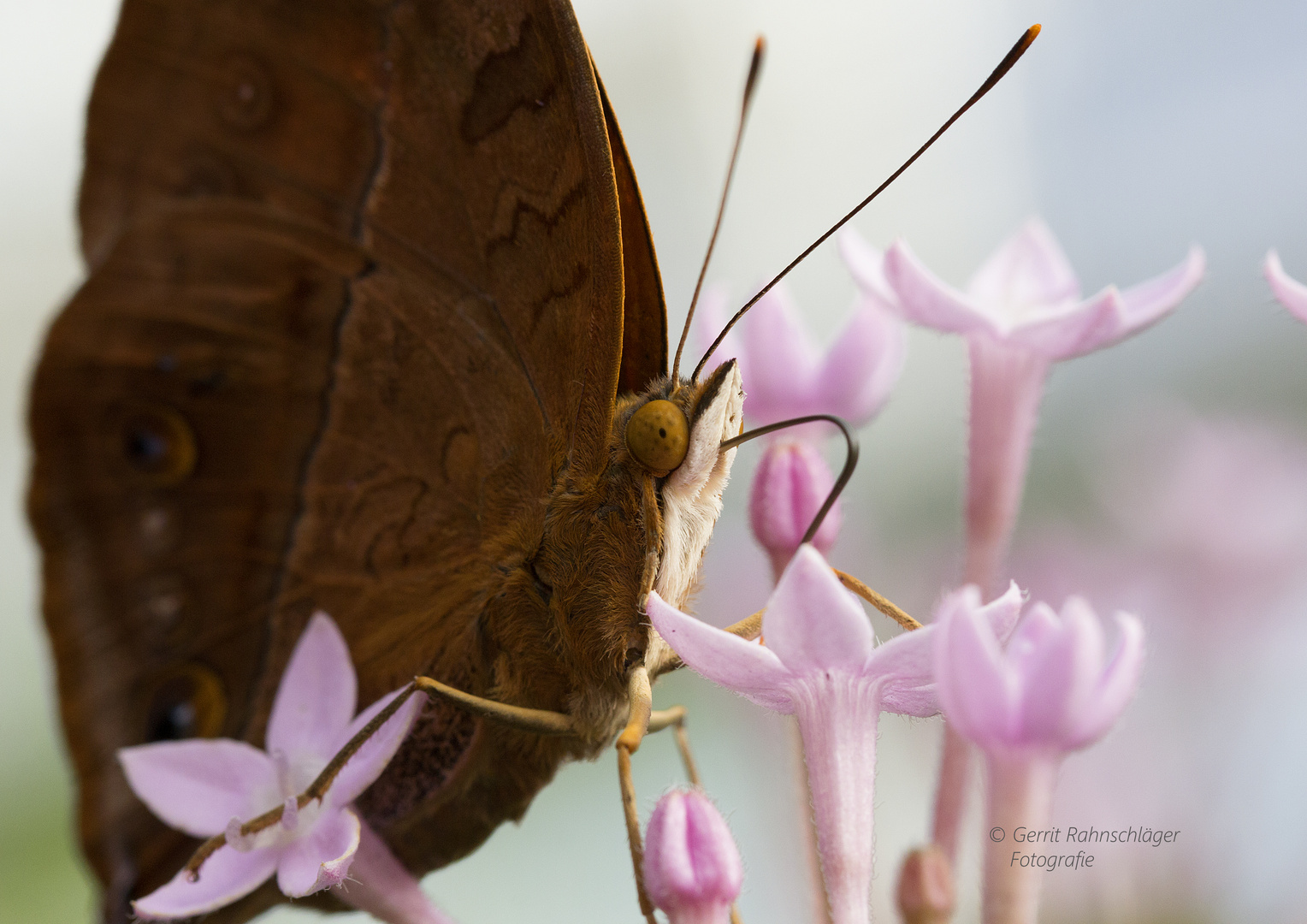 Schmetterling