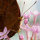 Schmetterling