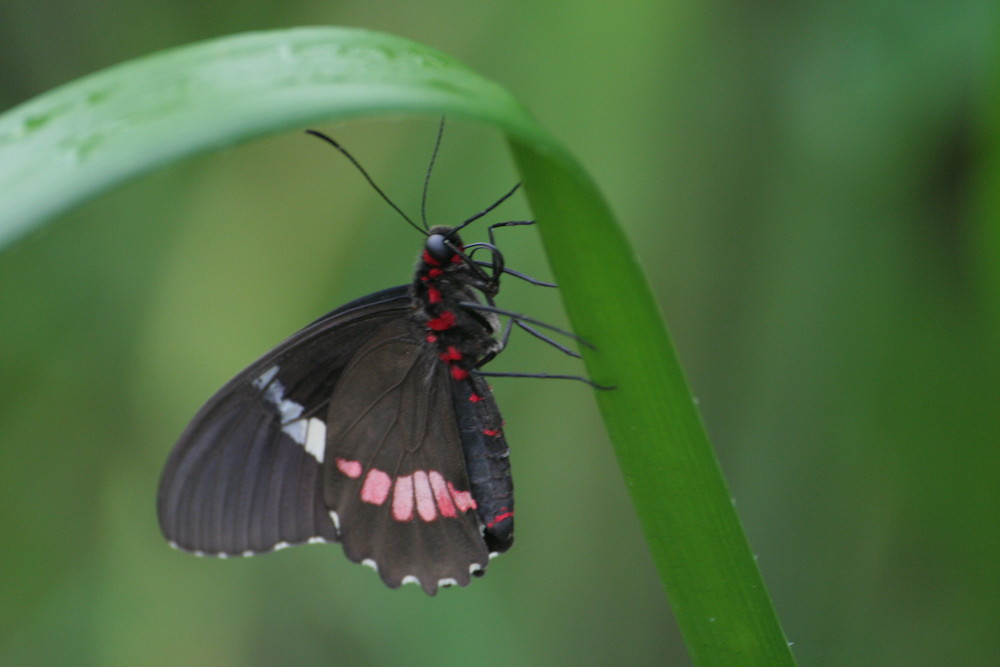 Schmetterling