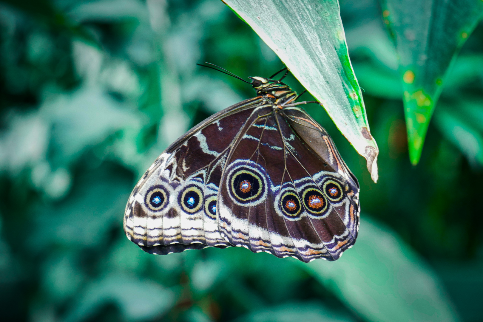 Schmetterling 