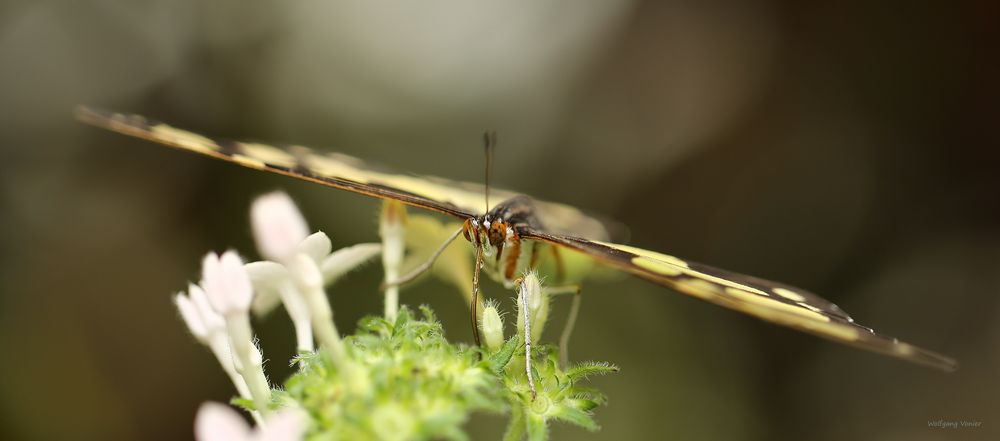 Schmetterling