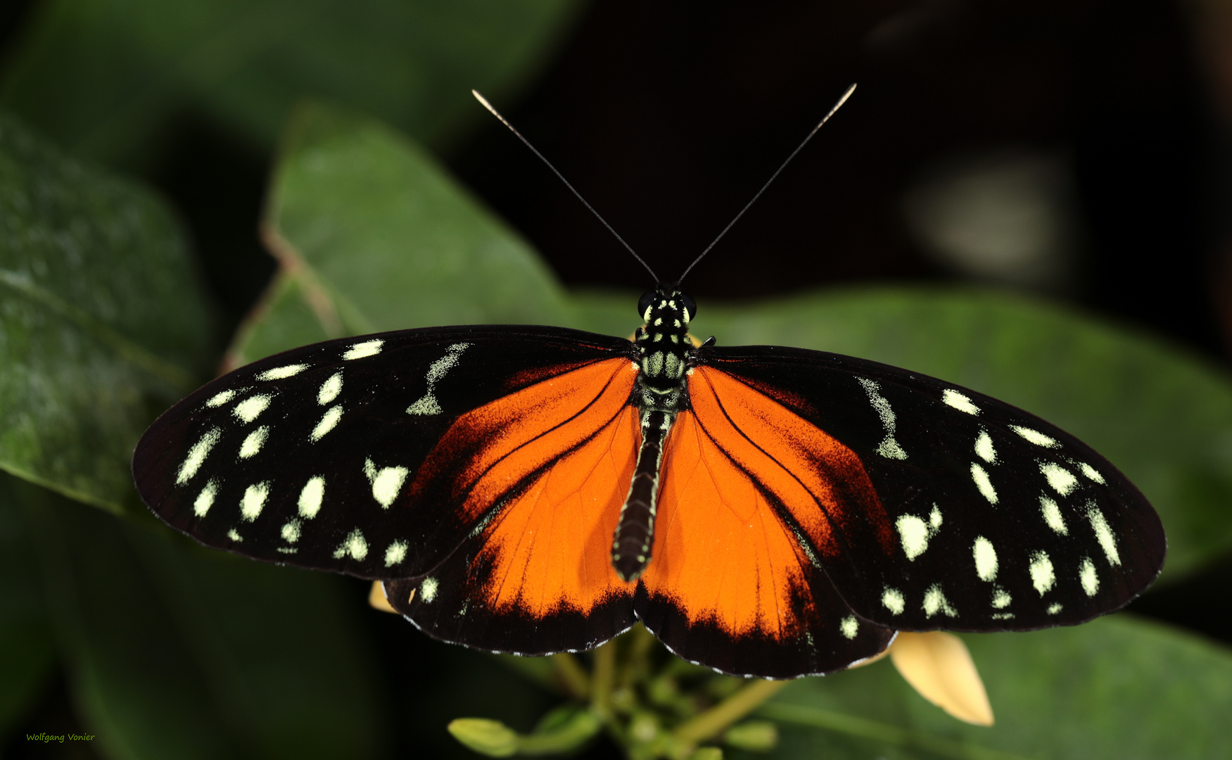 Schmetterling