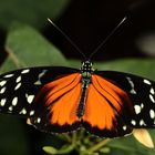 Schmetterling