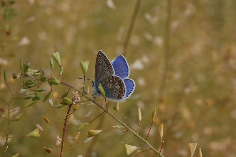 Schmetterling