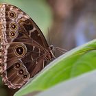 Schmetterling