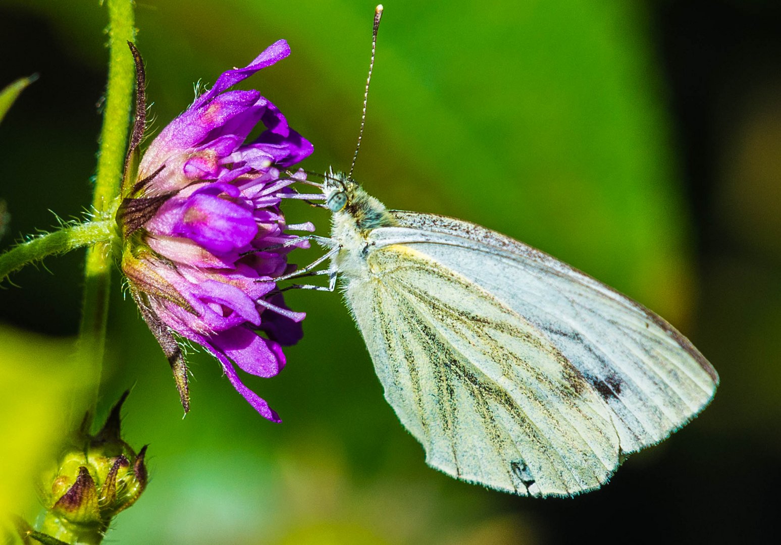  "Schmetterling" 