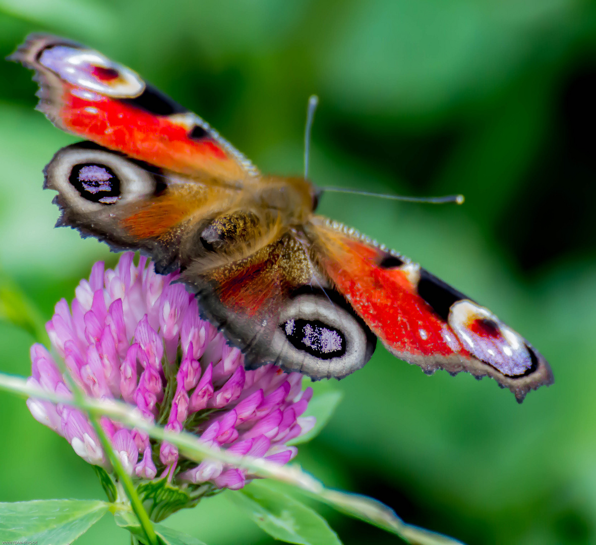 Schmetterling