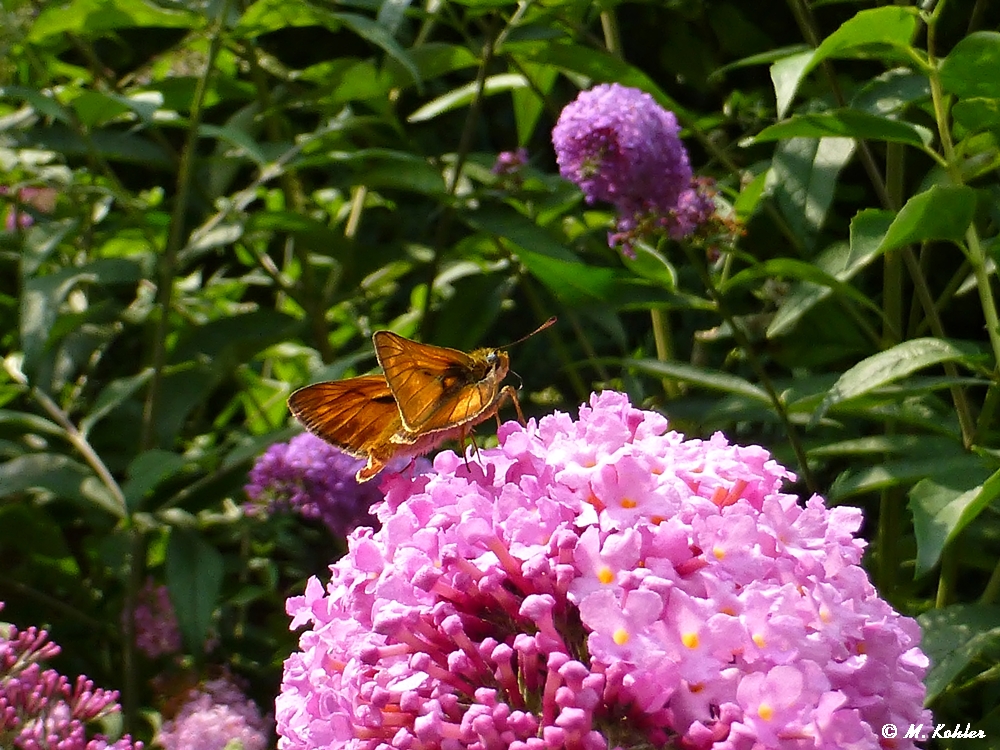 Schmetterling