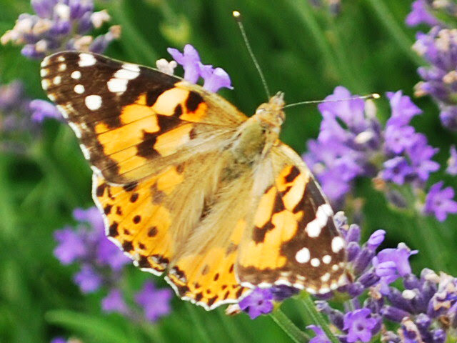 Schmetterling