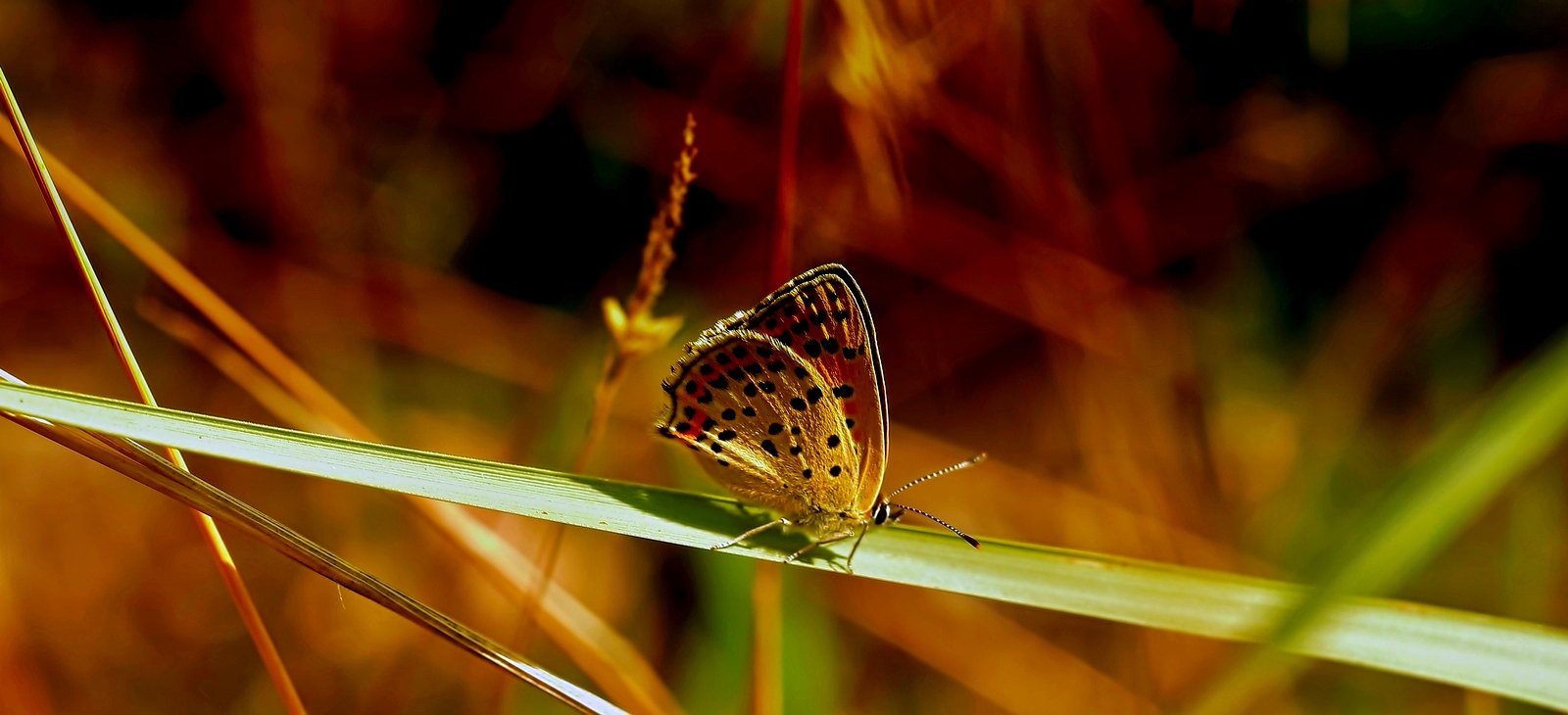 Schmetterling