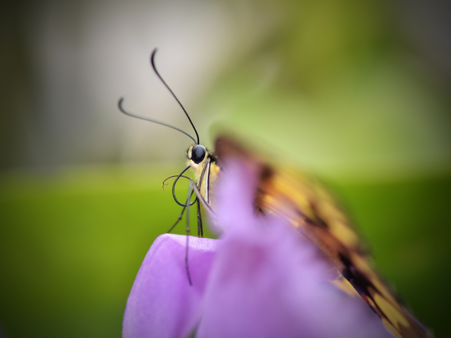 Schmetterling