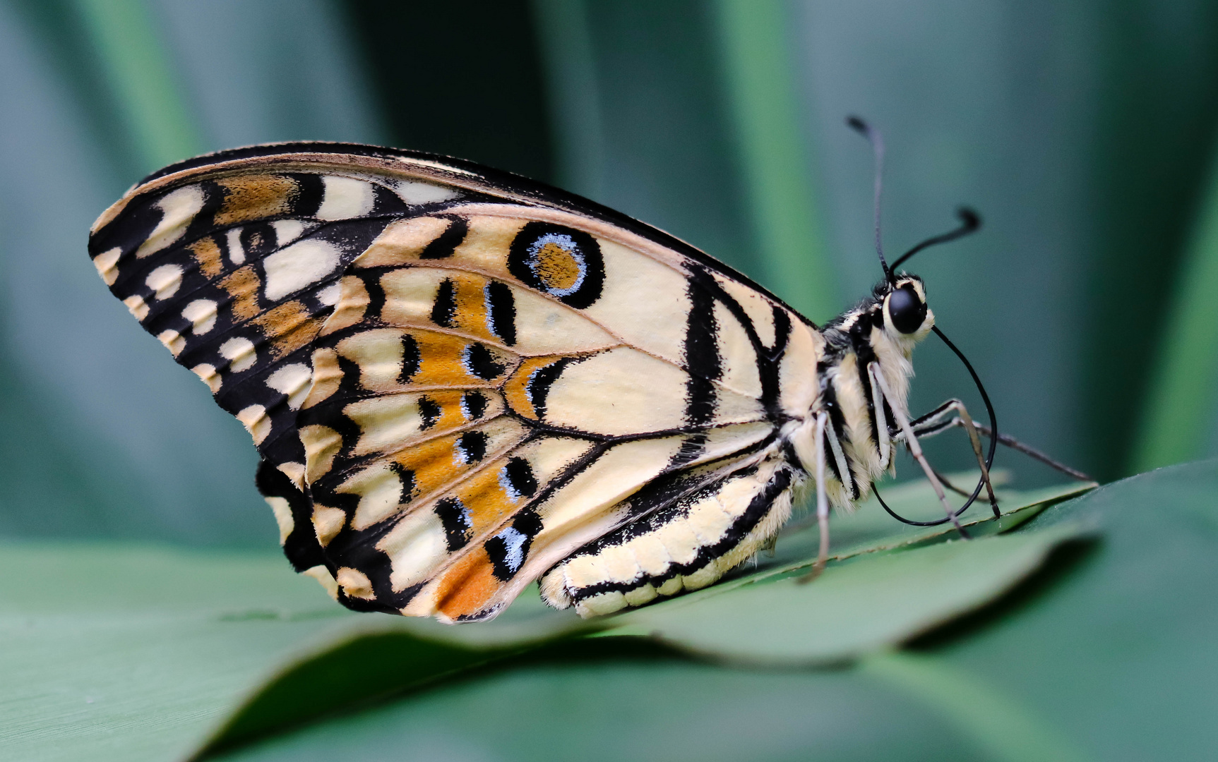 Schmetterling 