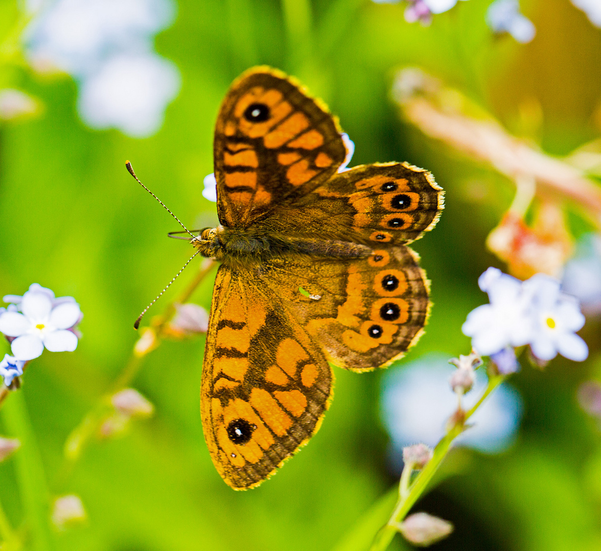 Schmetterling