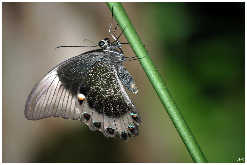 Schmetterling