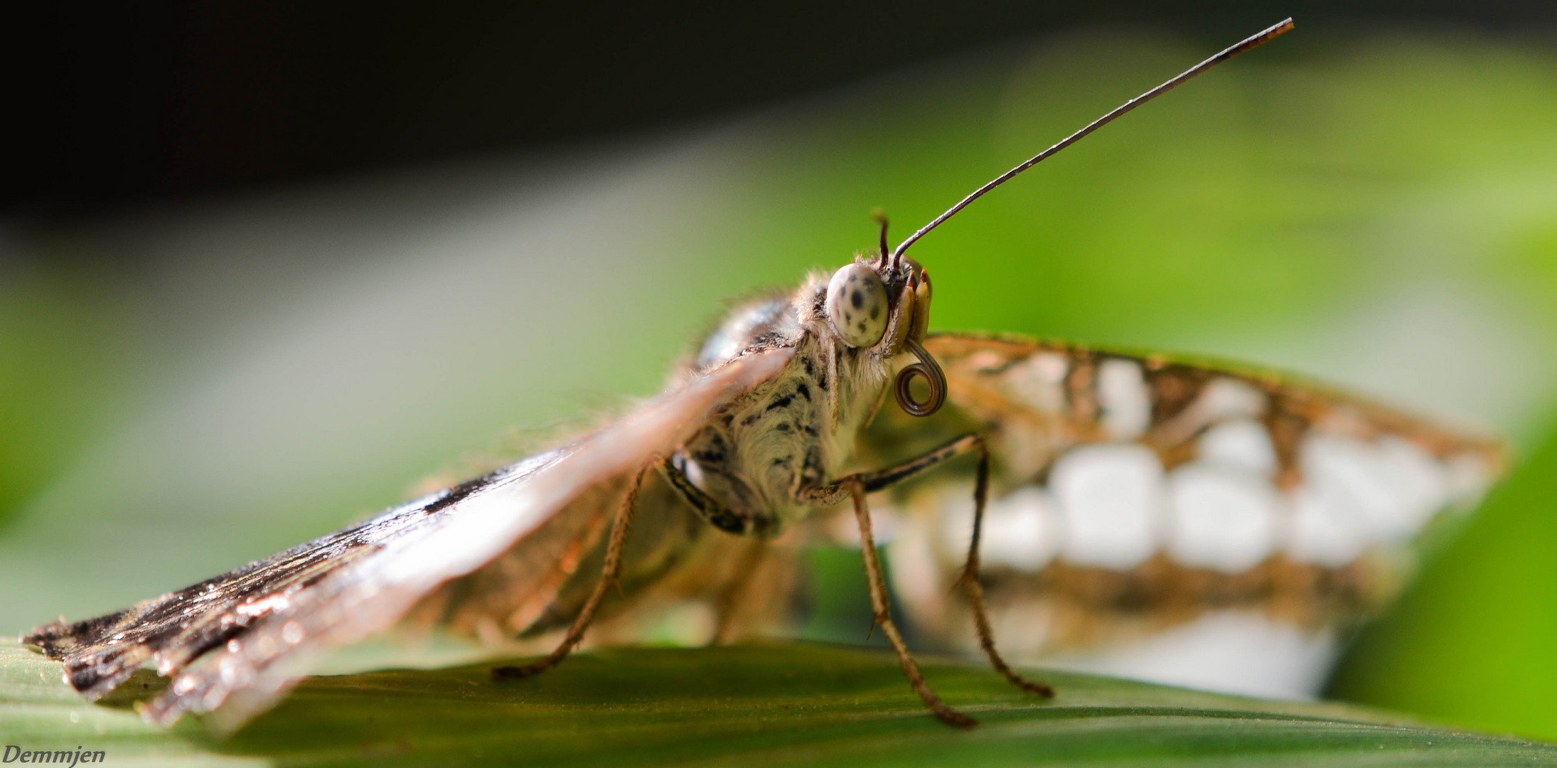 Schmetterling