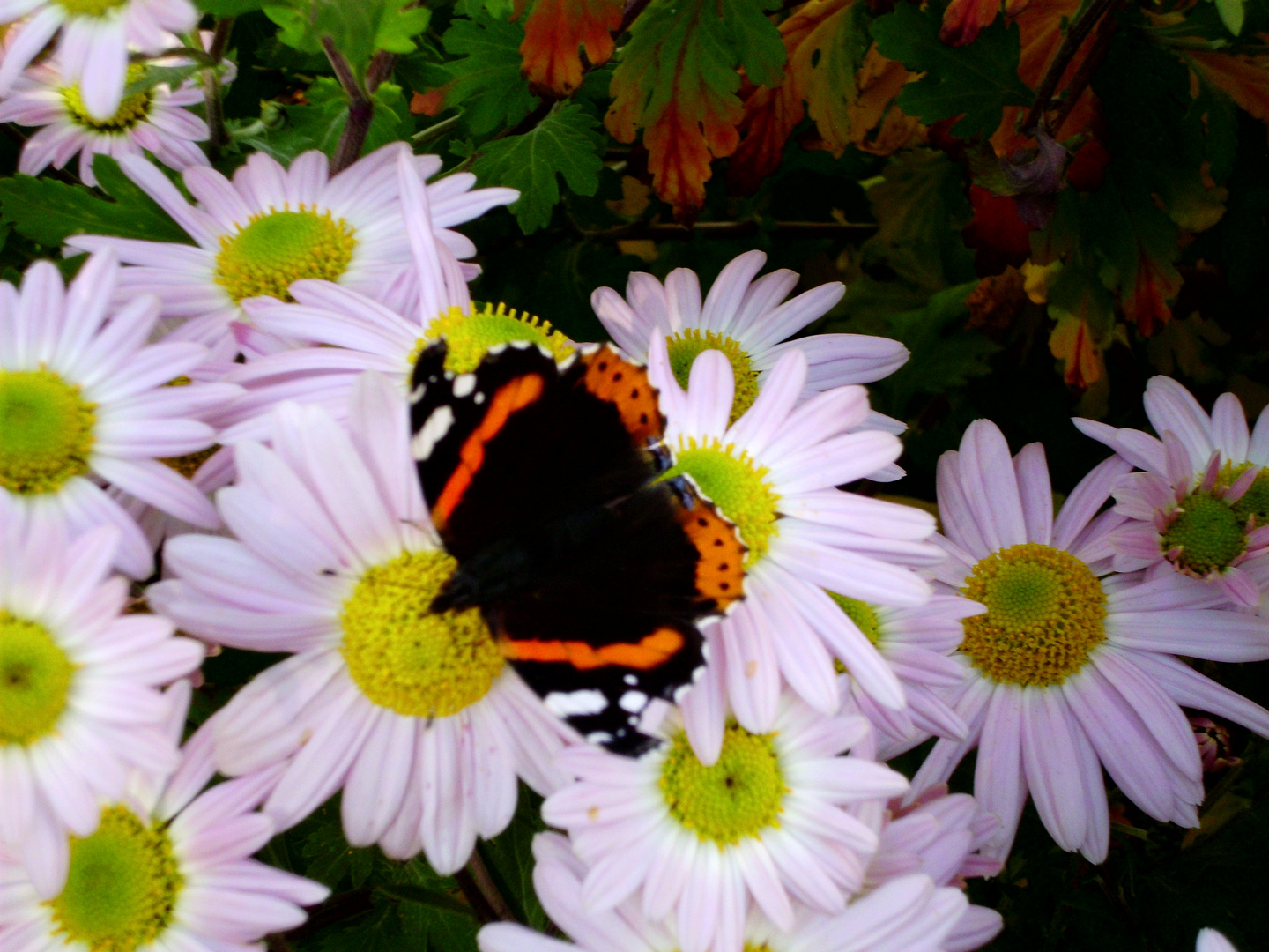 Schmetterling